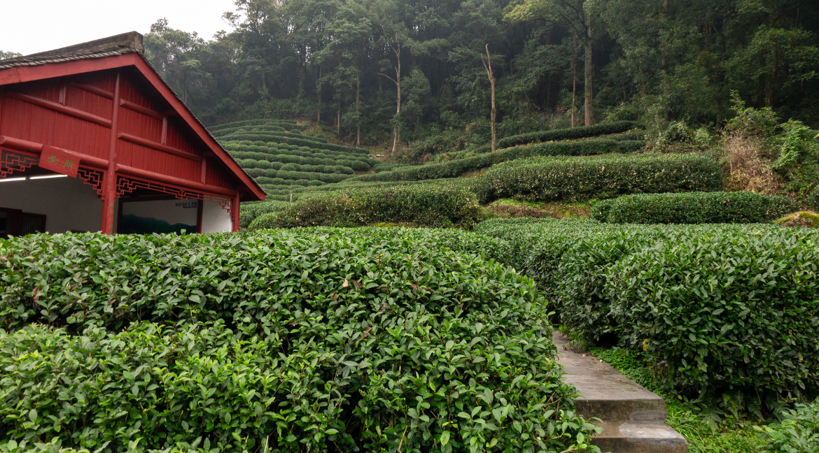 Longjing Tea